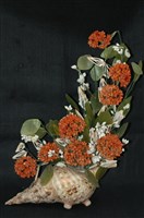 藏品(貝殼花)的圖片